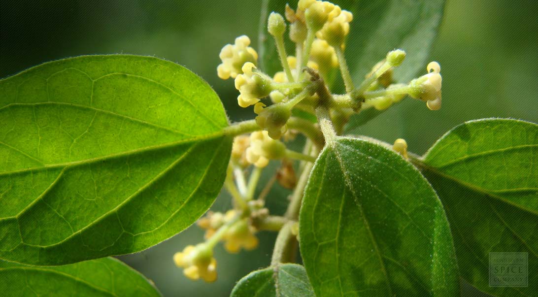 gymnema-sylvestre